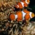 anemonefish_falseclown_nus_h_0705_png1870.jpg
